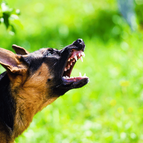 Dog Attacks – Survival Tips To Keep You & Your Family Safe