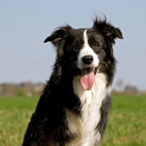 The Collie Dog: A Versatile and Endearing Breed