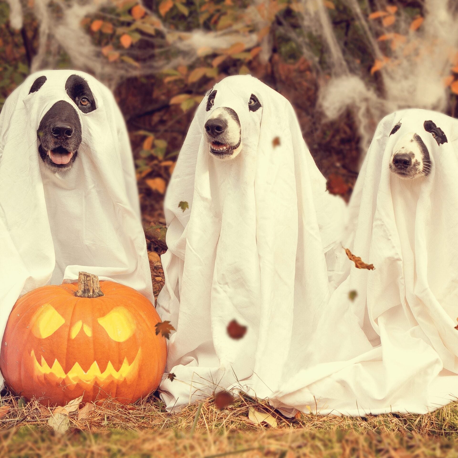 Autumn Tips for Keeping Your Dog Happy and Healthy