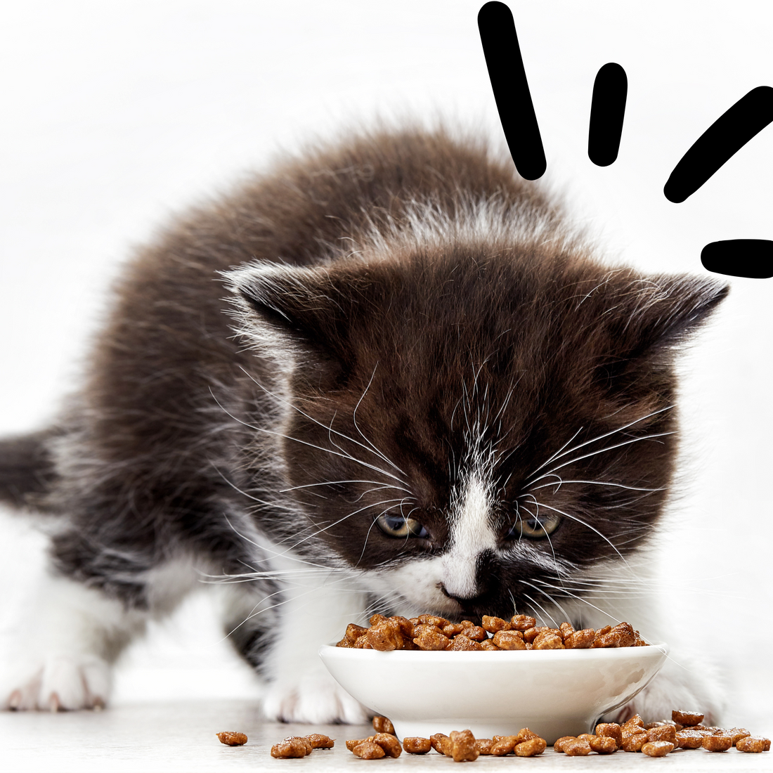 Weaning Your Kitten: A Guide to Choosing the Right Food