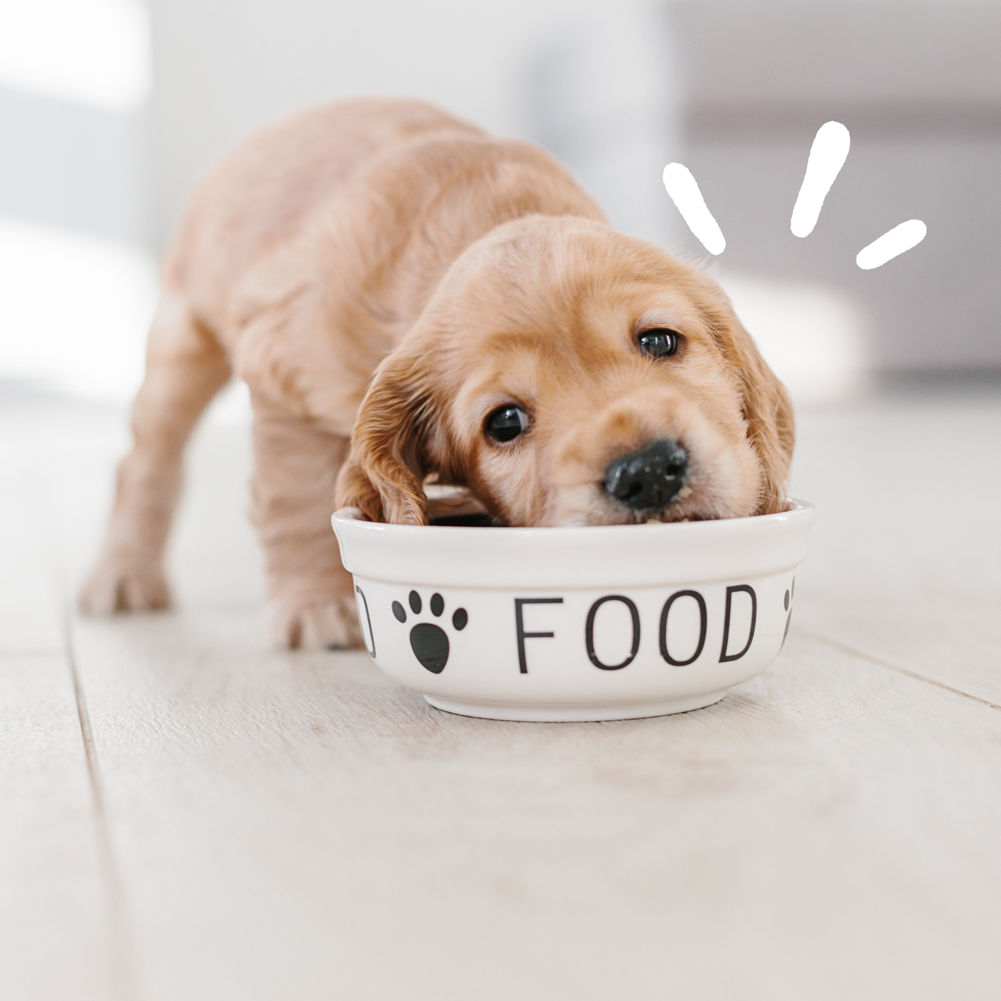Why Grain-Free Recipes Are Great for Your Dog