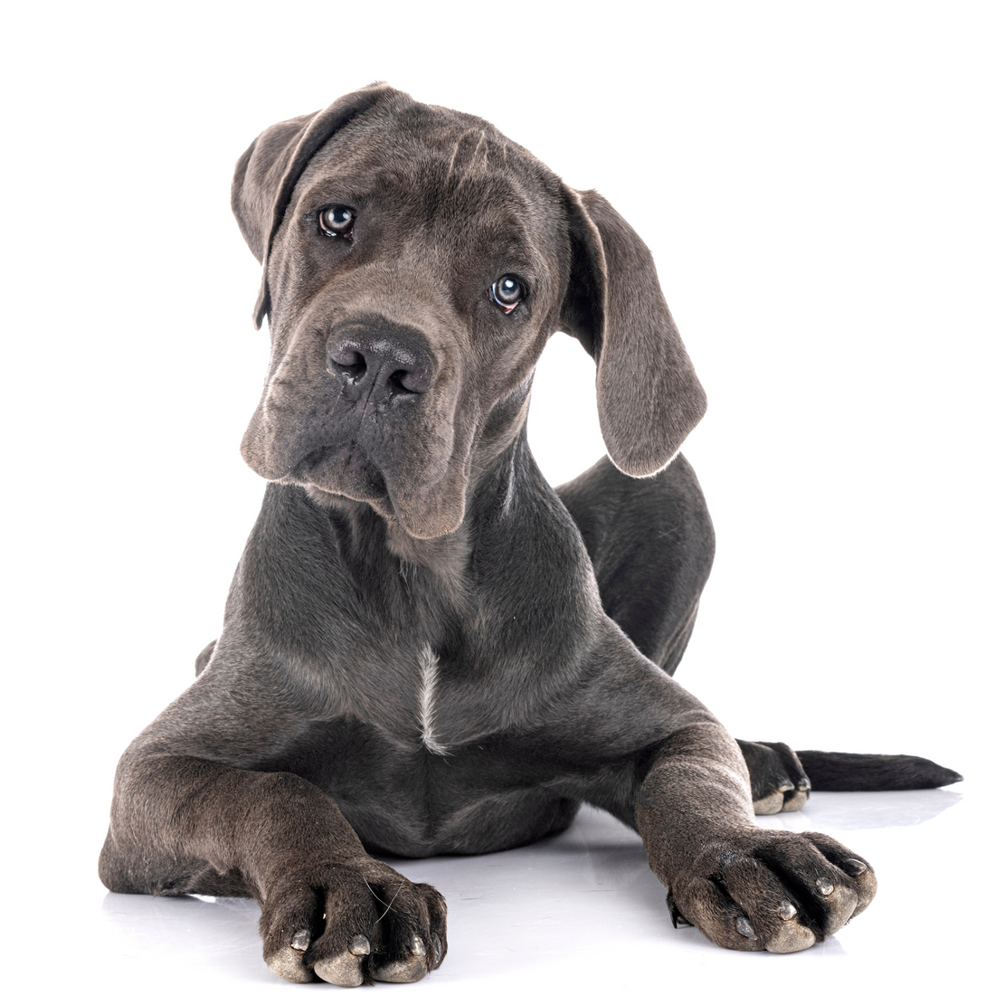 Why Do Giant Breed Dogs Need Special Recipes?