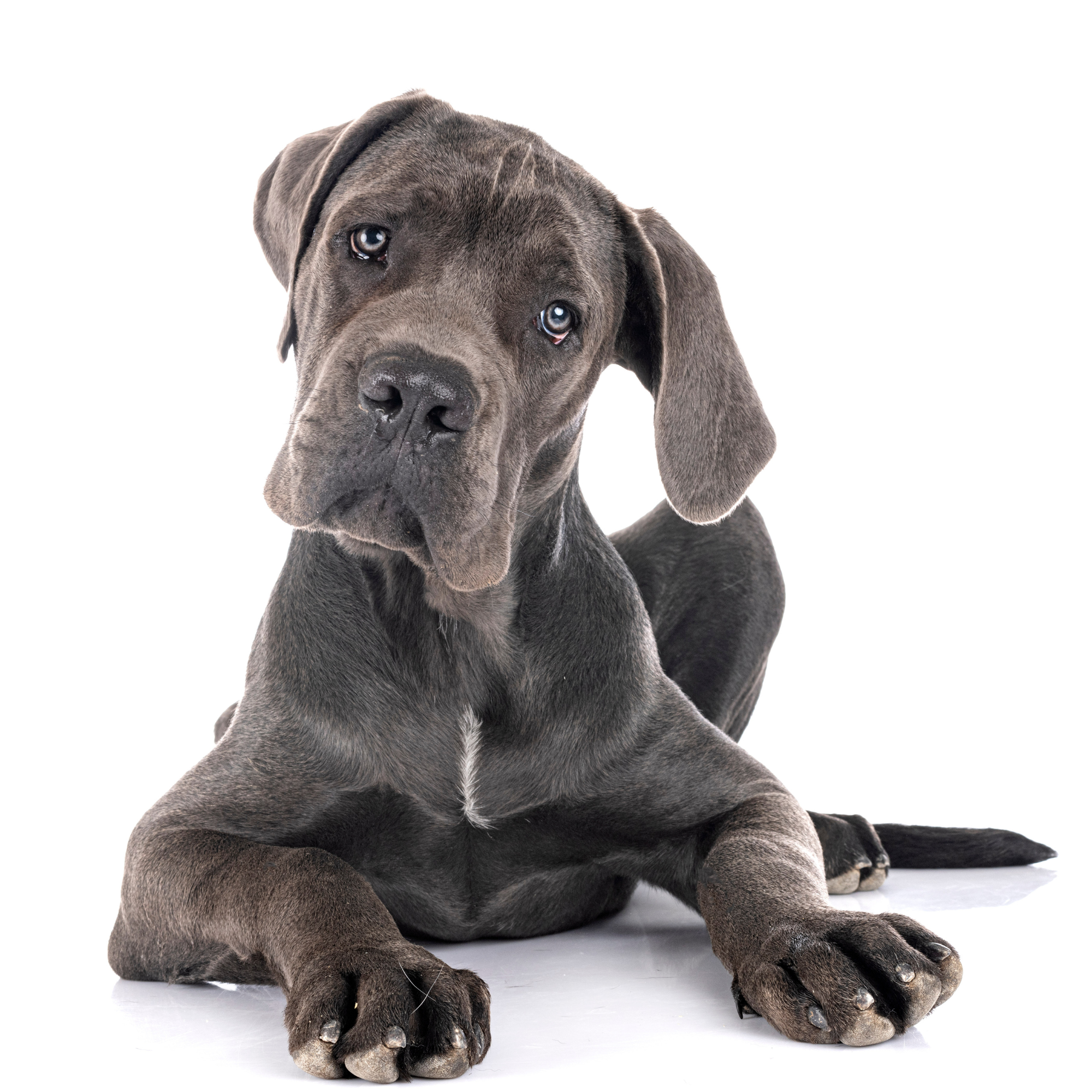 Why Do Giant Breed Dogs Need Special Recipes?