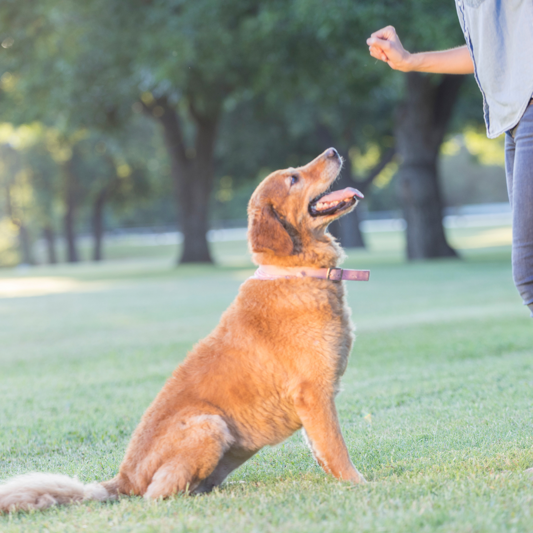 Spring-Inspired Homemade Dog Recipes