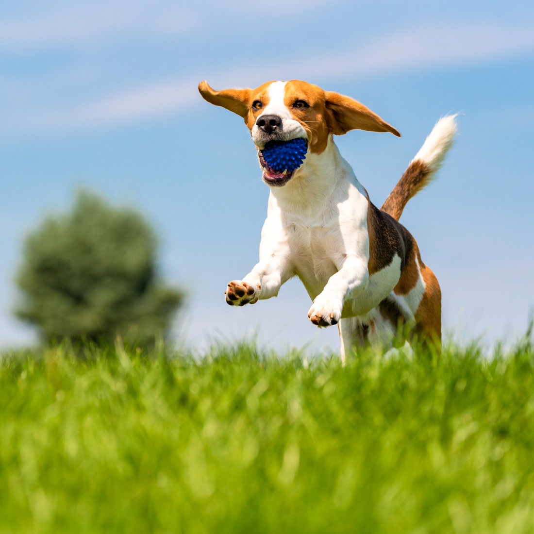 Spring Health Hazards for Dogs: What Pet Owners Should Know