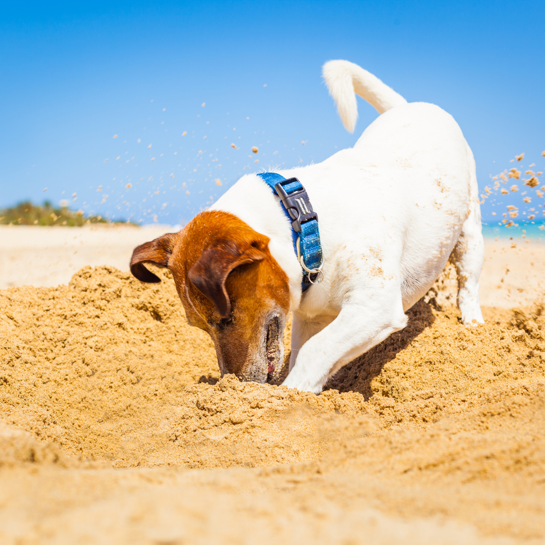 Enrichment Ideas for Terriers: Keep Your Energetic Pup Happy and Engaged