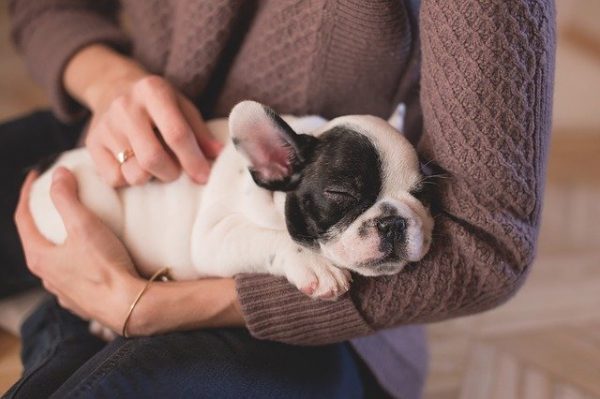 When You’ve Got To Go, You’ve Got To Go – Toilet Training For Your Pup