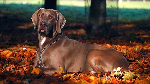 Autumn Hazards For Dogs