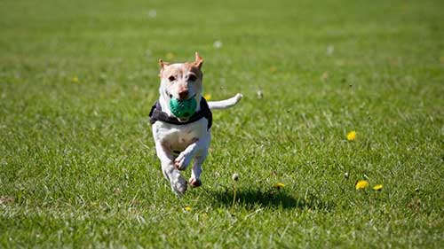 Best Dog Walks In Derby.