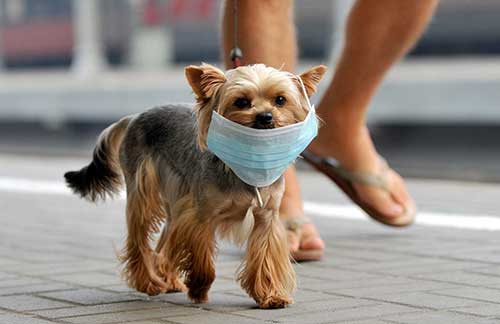 Can Animals Get Coronavirus? – How to Care for Your Pets during Self-Isolation!