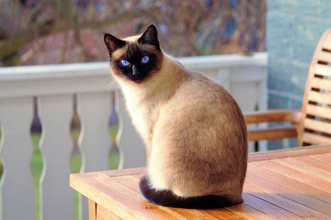Domestic Cat Breeds: A Guide for UK Pet Lovers