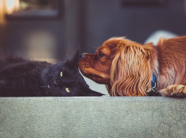 How do I Introduce My New Pet to My Other Pets?