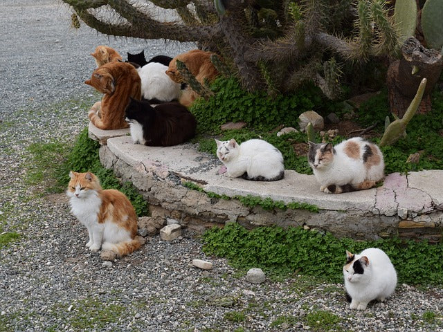 Can Feral Cats Be Tamed?