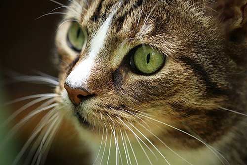 The Cat’s Whiskers – And The Dog’s Too!