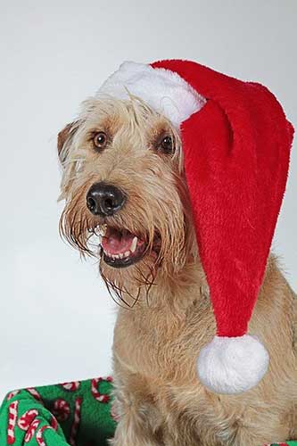 Christmas Pet Recipes & Treats