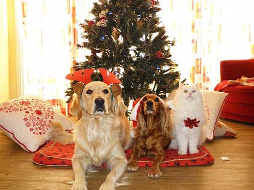 Christmas For Pets