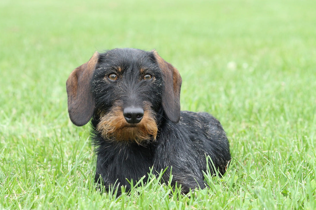 All About the Wire Haired Dachshund Dog Breed: Traits & Characteristics