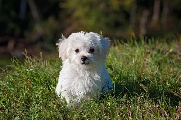 A Few Tips On Raising Your Puppy