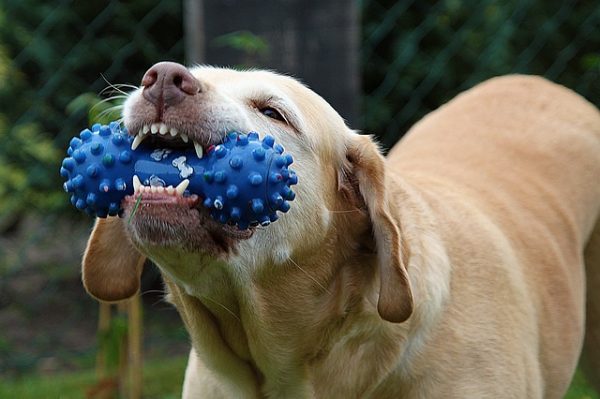 Our Favourite Toys To Keep Your Dogs Entertained During Quarantine