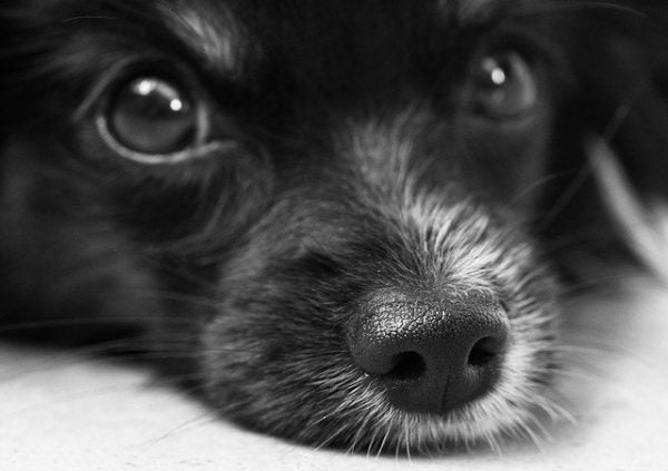 How Does Your Dog See The World?