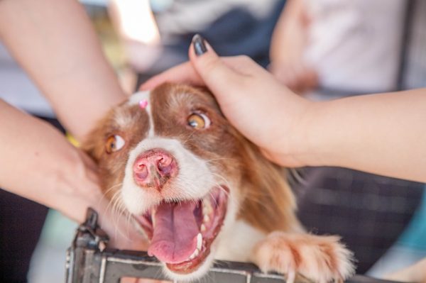 Some Rеаѕоnѕ Whу Rescue Dogs Are The Bеѕt