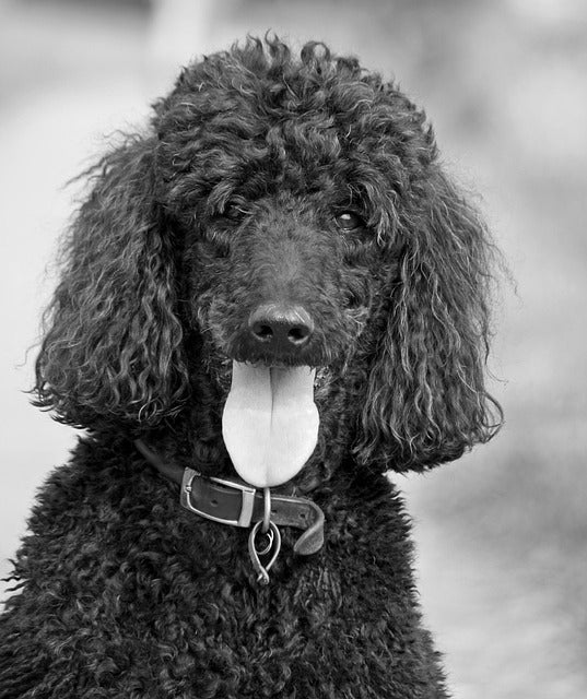 The Intelligent & Fascinating Poodle
