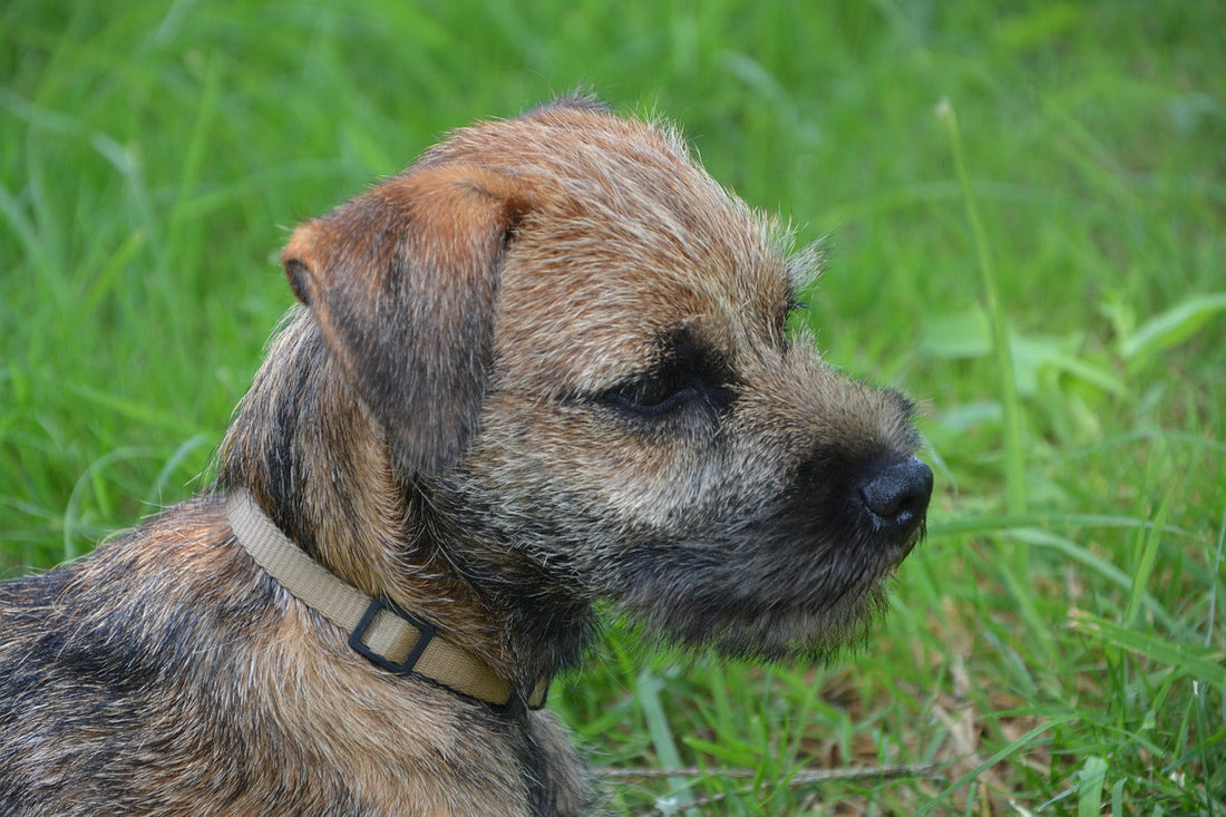 Border Terrier Dog Breed: A Small Dog with a Big Personality