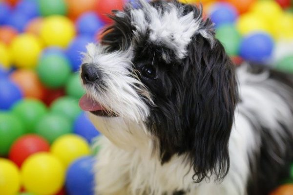 Is Doggy Daycare The Best For Your Dog?