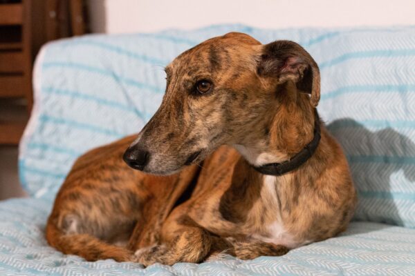 Looking After Greyhounds, Lurchers & Other Similar Breeds: Top Tips & Tricks