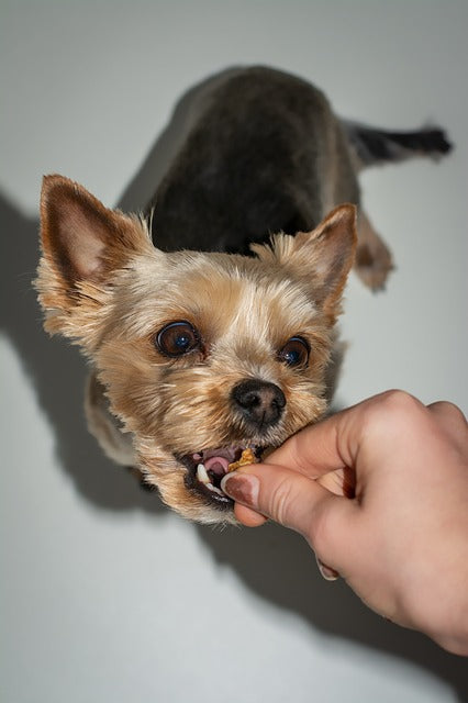 10 Dog Trеаt Rесіреѕ Thаt Your Dоg Will Love