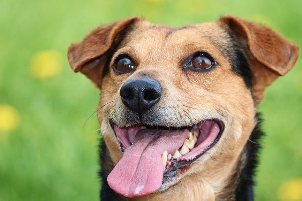 Are Mixed Breed Dogs (Mutts) Healthier Than Purebreed Dogs