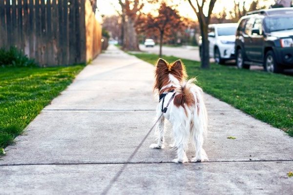 Why Use A Dog Walking Service?