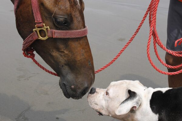 The Best Dog Breed for Horse Owners