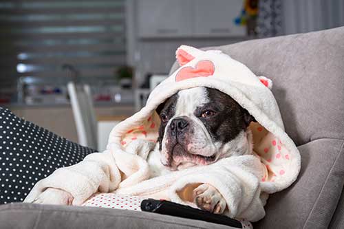 What is home boarding for dogs?