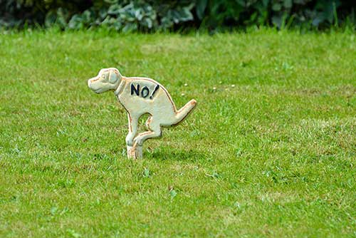 What does your dog’s poo colour mean?