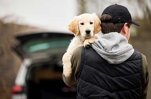 Dog Theft