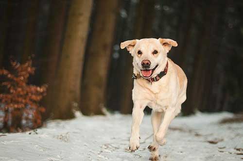 Dog Walker In Cardiff