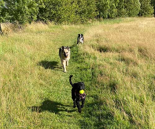 Hiring a dog walker?