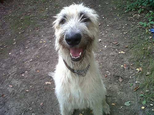 5 Secrets To A Healthy Dog
