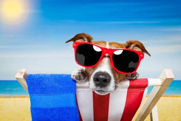 Top 10 Summer Safety Tips for Your Dogs