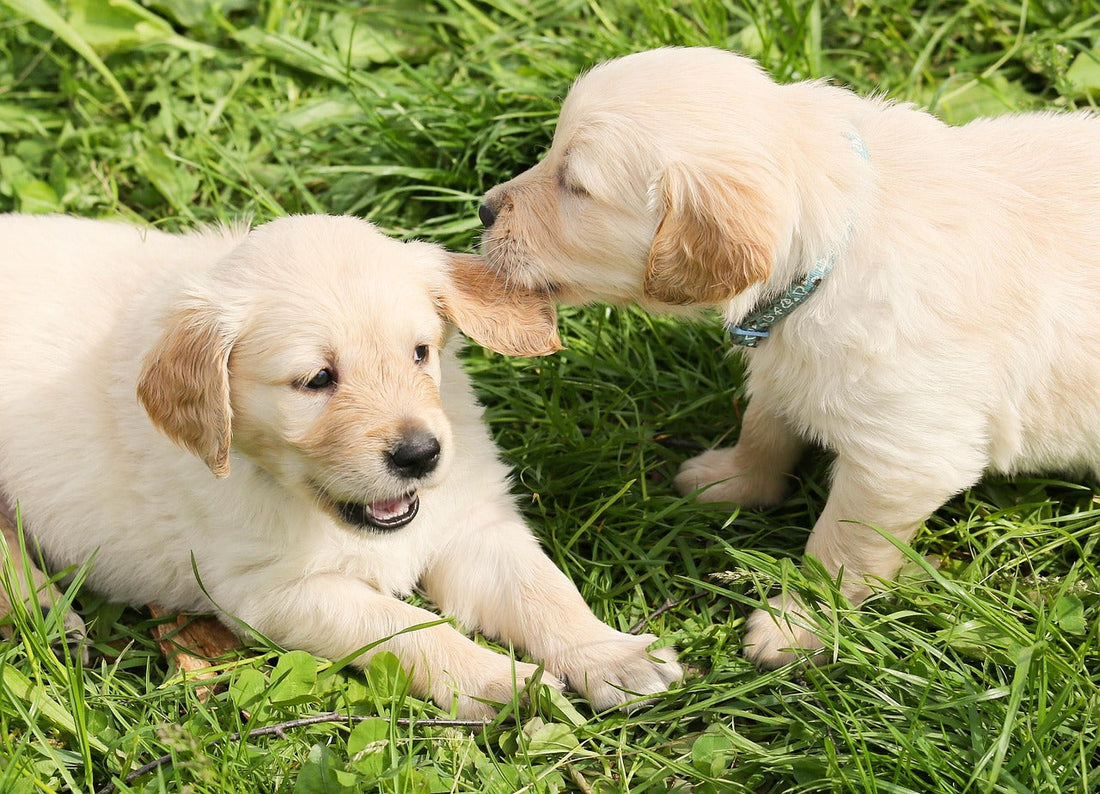 The Best Dog Breeds for First-Time Owners: Friendly, Loyal, and Easy to Love