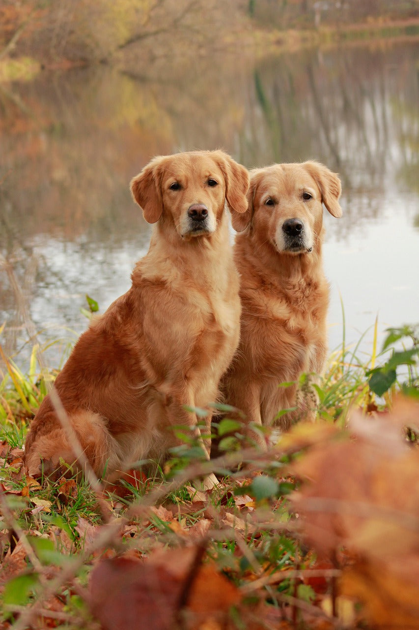 Golden Retriever Dog Breed: The Ultimate Guide for Dog Lovers