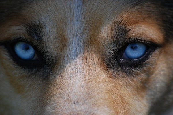 Should You Look Into Your Dog’s Eyes