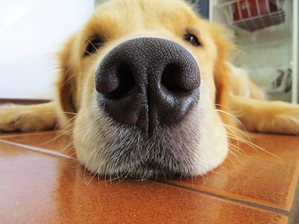 How Does Your Dog Smell ??