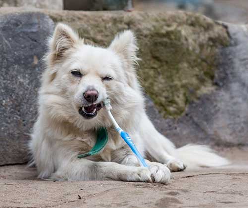 How Do I Clean My Dogs Teeth?