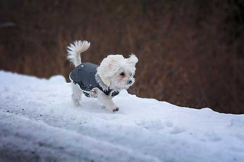 Winter Care For Our Pets