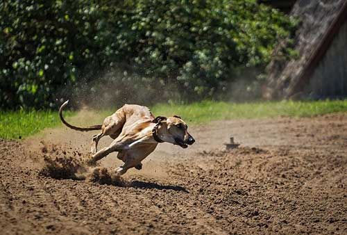 How Do I Stop My Dog Chasing Other Animals?