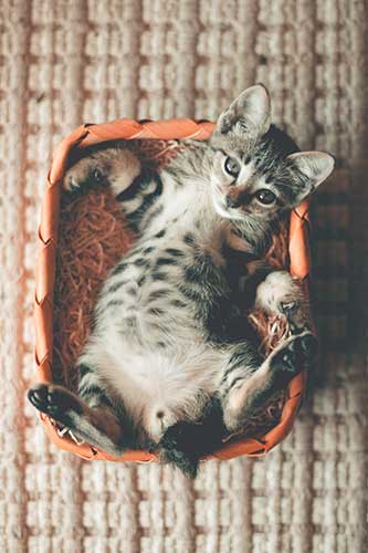 How To Litter Train Your Cat or Kitten