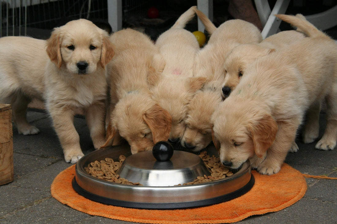 Puppy Nutrition Guide: Giving Your Puppy the Best Start in Life