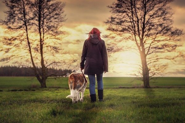 What are the health benefits of daily dog walks?